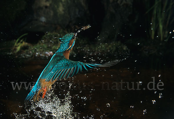 Eisvogel (Alcedo atthis)