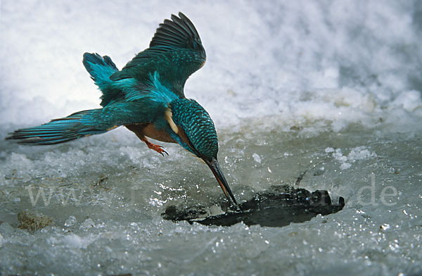 Eisvogel (Alcedo atthis)