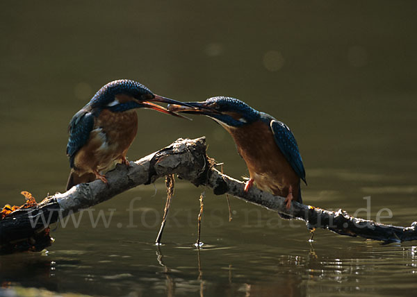 Eisvogel (Alcedo atthis)