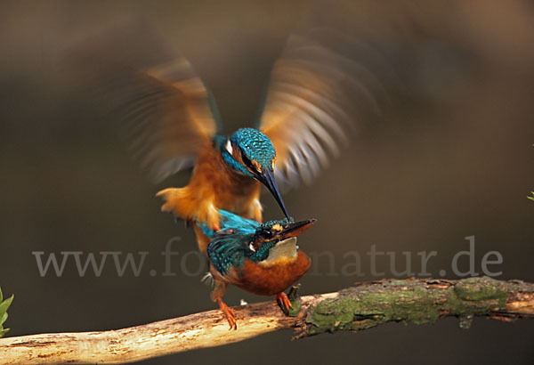 Eisvogel (Alcedo atthis)