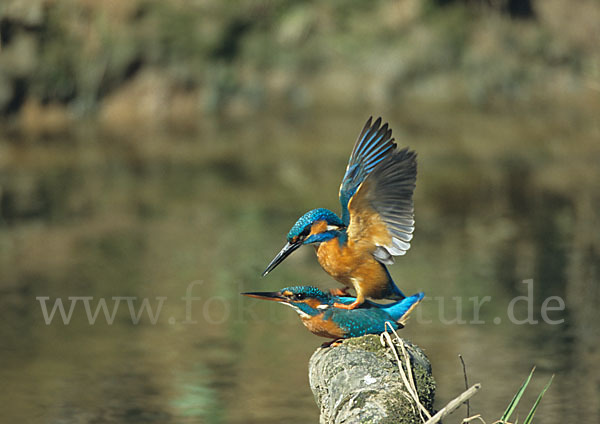 Eisvogel (Alcedo atthis)