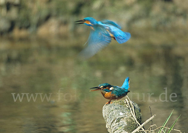 Eisvogel (Alcedo atthis)