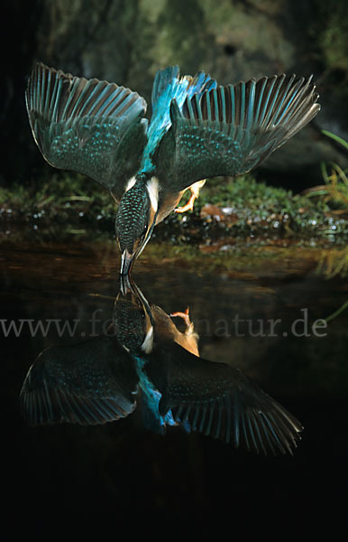 Eisvogel (Alcedo atthis)