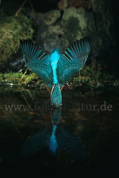 Eisvogel (Alcedo atthis)