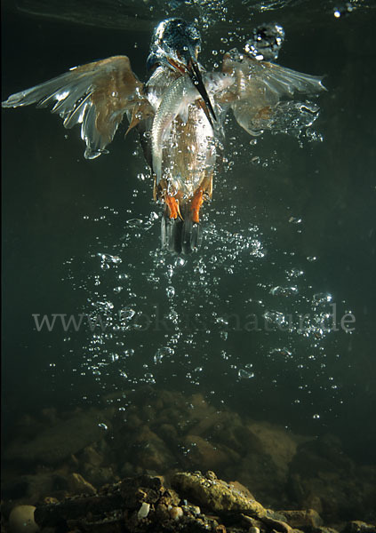 Eisvogel (Alcedo atthis)