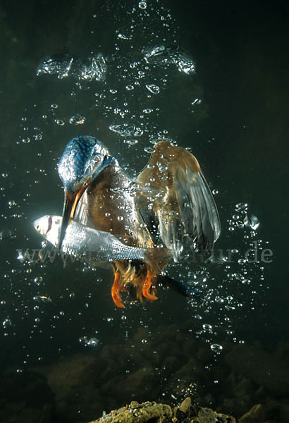 Eisvogel (Alcedo atthis)