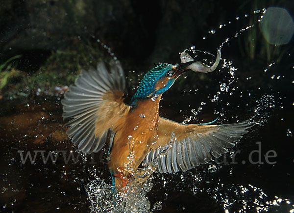 Eisvogel (Alcedo atthis)