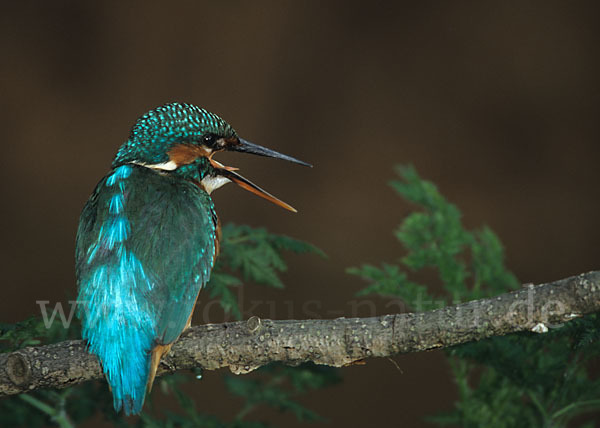 Eisvogel (Alcedo atthis)