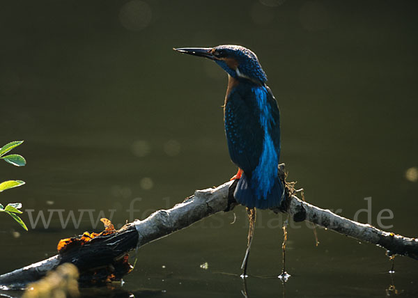 Eisvogel (Alcedo atthis)