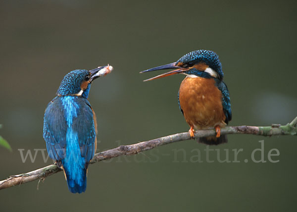 Eisvogel (Alcedo atthis)