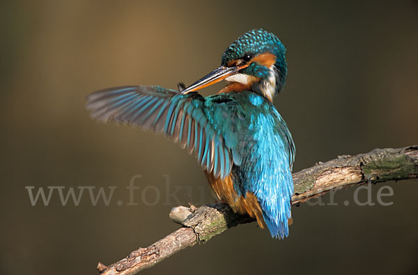 Eisvogel (Alcedo atthis)