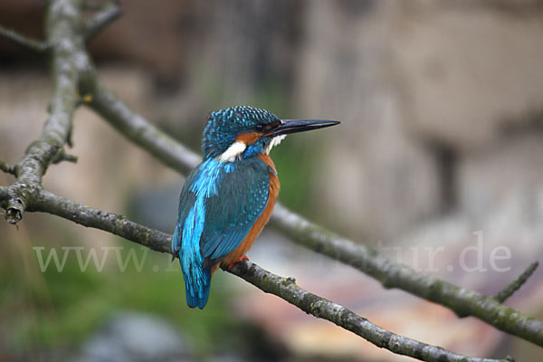 Eisvogel (Alcedo atthis)