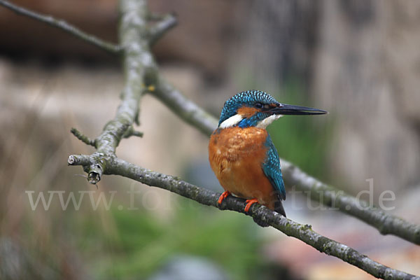 Eisvogel (Alcedo atthis)