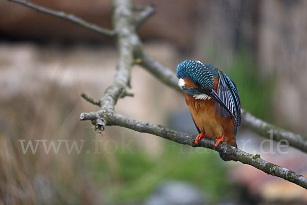 Eisvogel (Alcedo atthis)