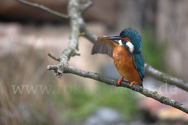 Eisvogel (Alcedo atthis)