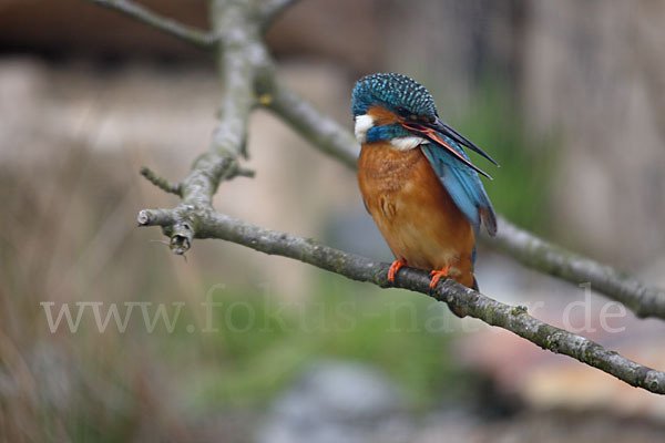 Eisvogel (Alcedo atthis)