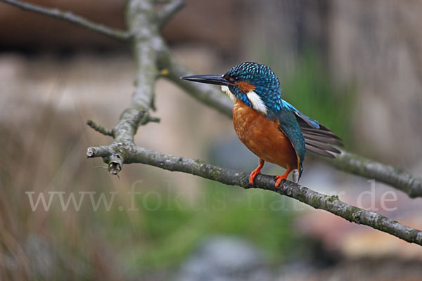 Eisvogel (Alcedo atthis)