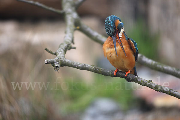 Eisvogel (Alcedo atthis)