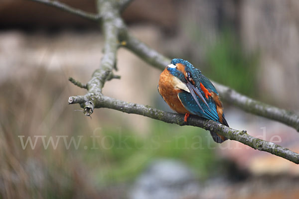 Eisvogel (Alcedo atthis)