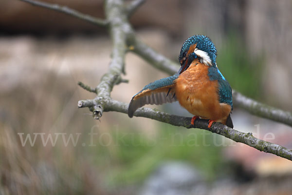 Eisvogel (Alcedo atthis)