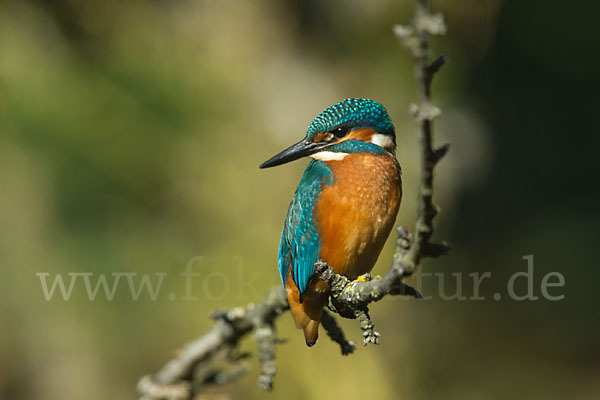 Eisvogel (Alcedo atthis)