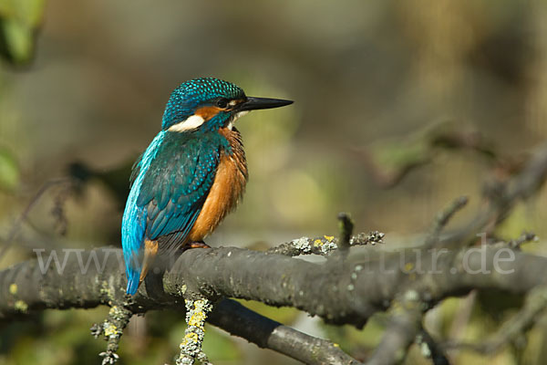 Eisvogel (Alcedo atthis)