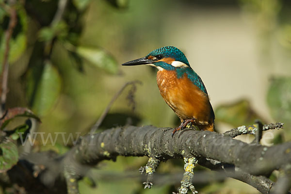 Eisvogel (Alcedo atthis)