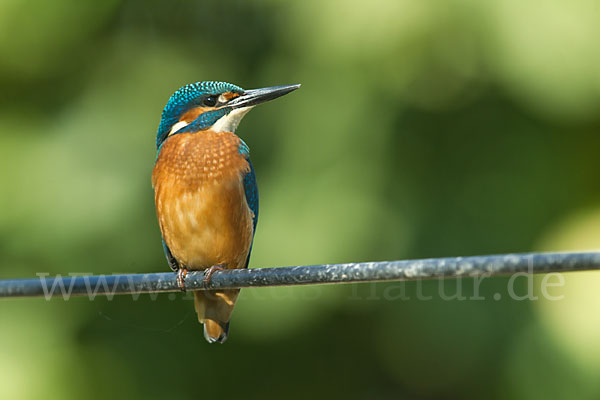 Eisvogel (Alcedo atthis)