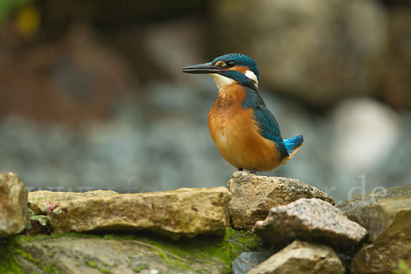 Eisvogel (Alcedo atthis)