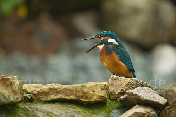 Eisvogel (Alcedo atthis)