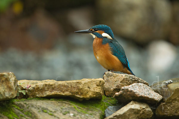 Eisvogel (Alcedo atthis)