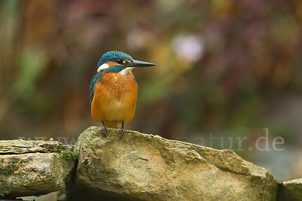 Eisvogel (Alcedo atthis)