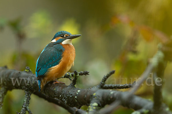 Eisvogel (Alcedo atthis)