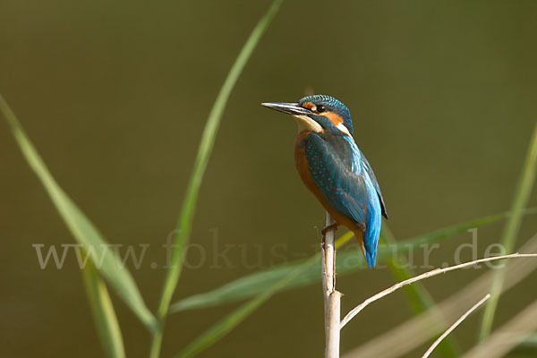 Eisvogel (Alcedo atthis)