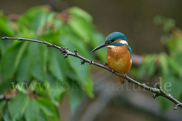 Eisvogel (Alcedo atthis)