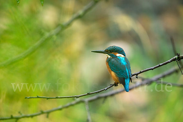 Eisvogel (Alcedo atthis)