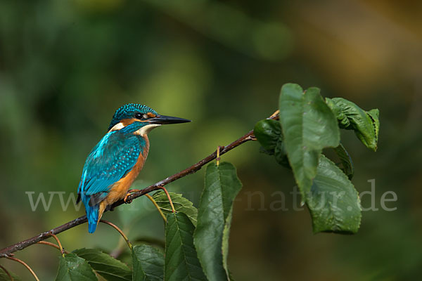 Eisvogel (Alcedo atthis)