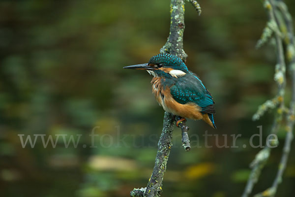 Eisvogel (Alcedo atthis)