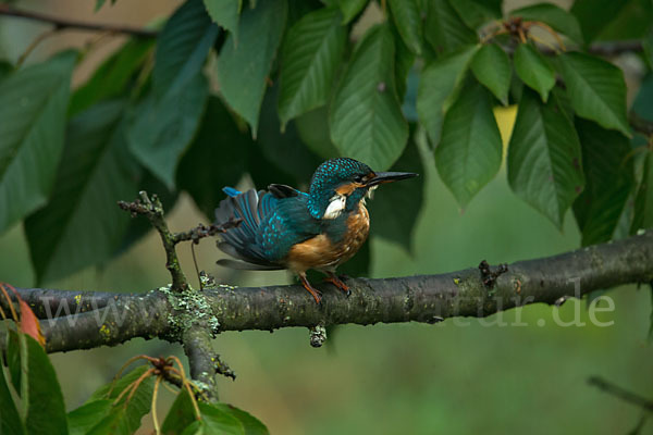 Eisvogel (Alcedo atthis)