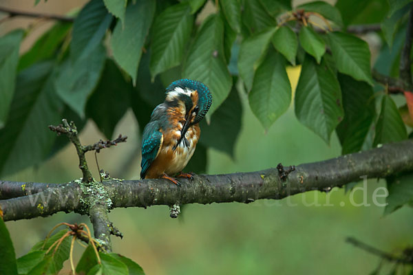 Eisvogel (Alcedo atthis)