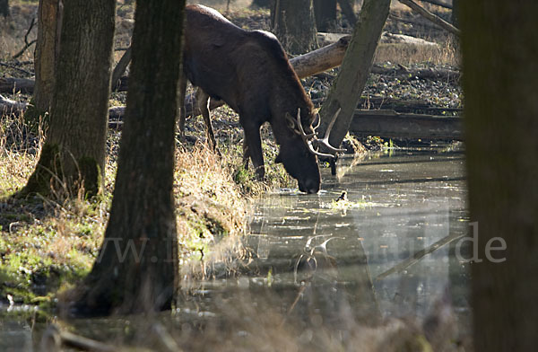 Elch (Alces alces)