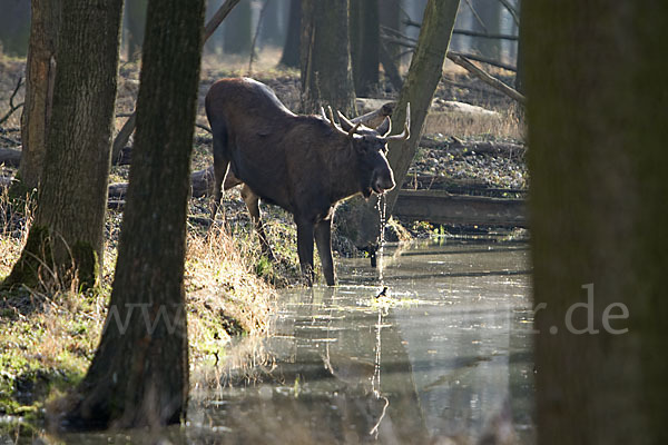 Elch (Alces alces)