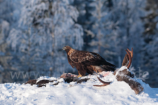 Elch (Alces alces)