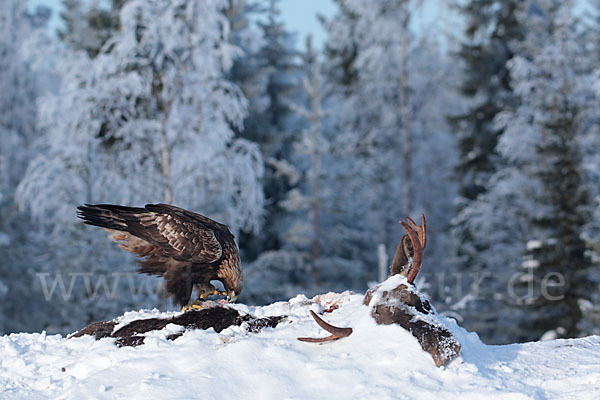 Elch (Alces alces)