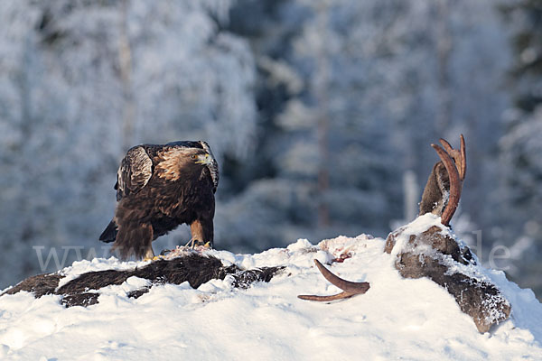 Elch (Alces alces)