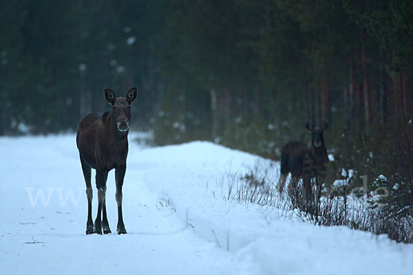 Elch (Alces alces)