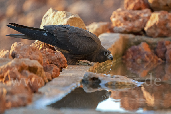 Eleonorenfalke (Falco eleonorae)