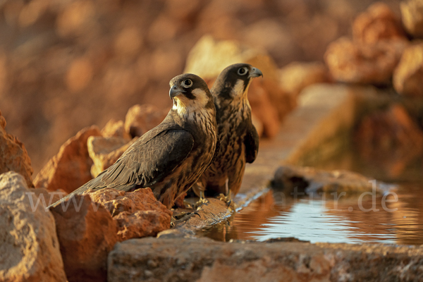 Eleonorenfalke (Falco eleonorae)