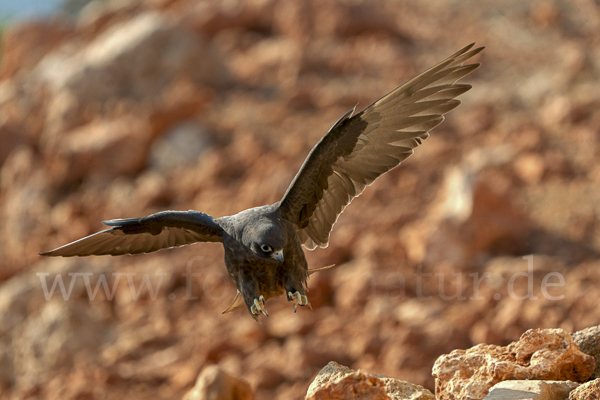 Eleonorenfalke (Falco eleonorae)