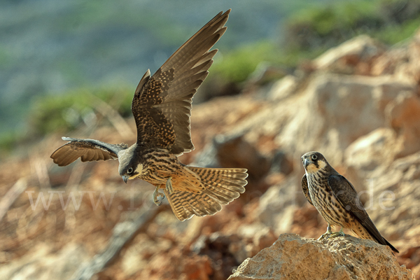 Eleonorenfalke (Falco eleonorae)